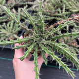 Euphorbia furcata Seeds