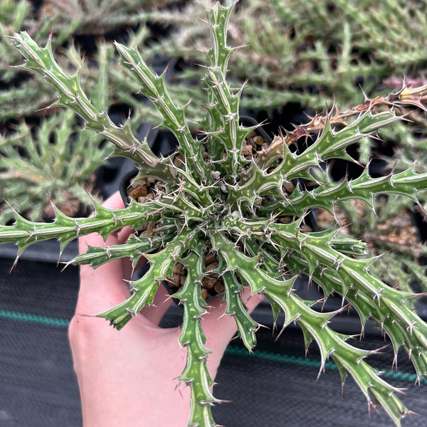 Euphorbia furcata Seeds