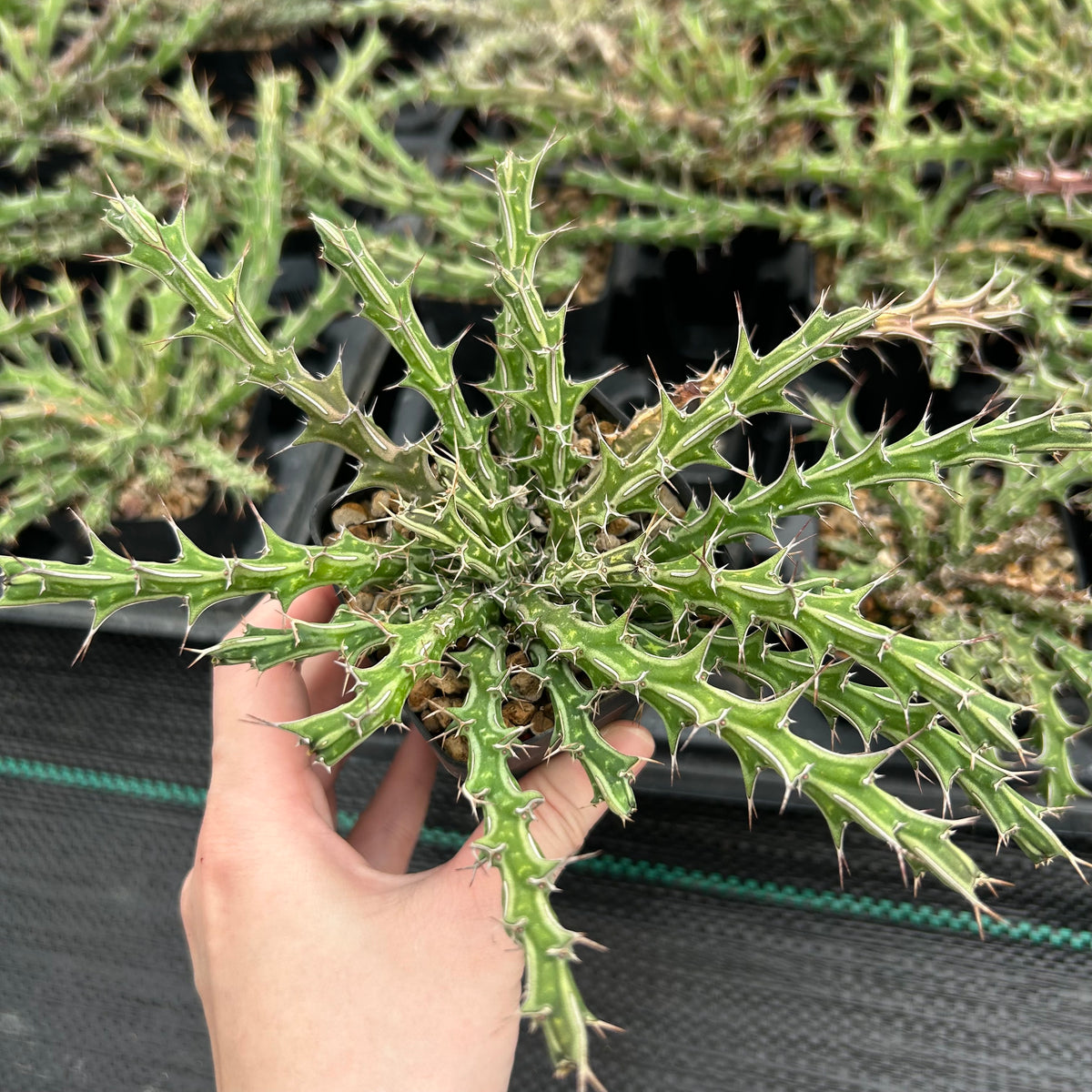 Euphorbia furcata