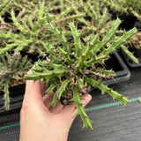 Euphorbia furcata