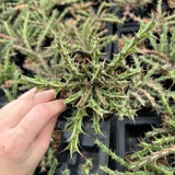 Euphorbia furcata