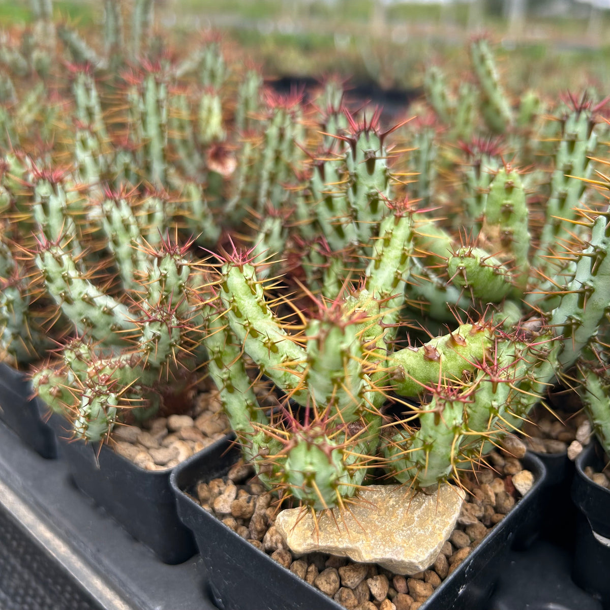 Euphorbia aeruginosa var. minor-Euphorbia-W6-8cm-image-10