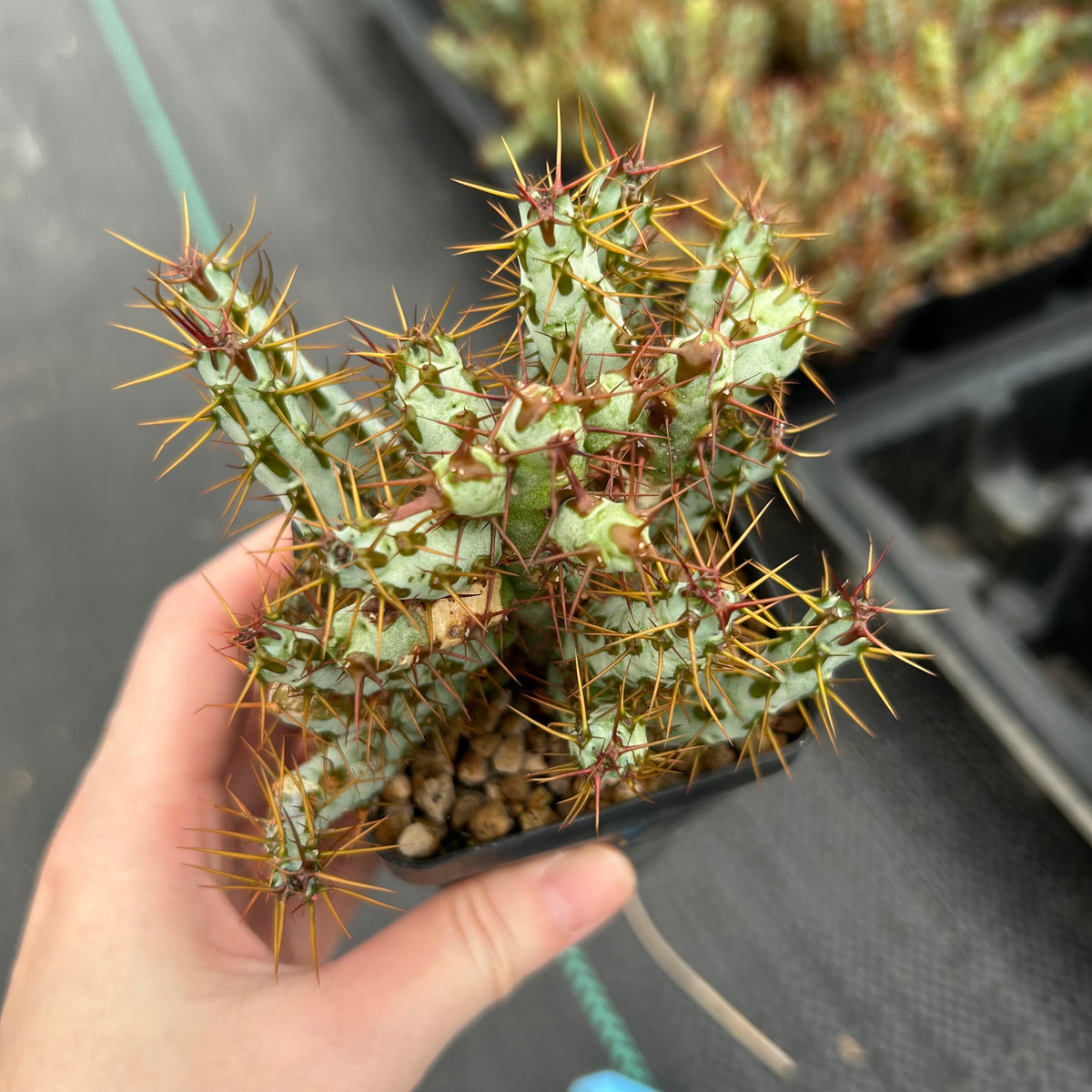 Euphorbia aeruginosa var. minor-Euphorbia-W6-8cm-image-2