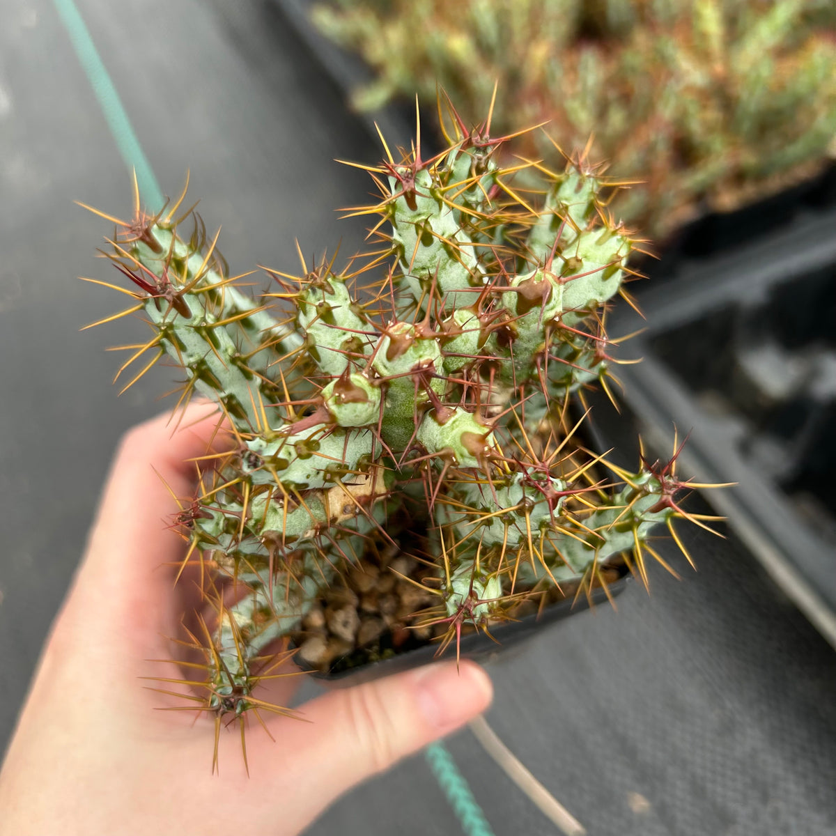Euphorbia aeruginosa var. minor-Euphorbia-W6-8cm-image-1