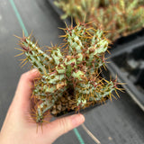 Euphorbia aeruginosa var. minor-Euphorbia-W6-8cm-image-1