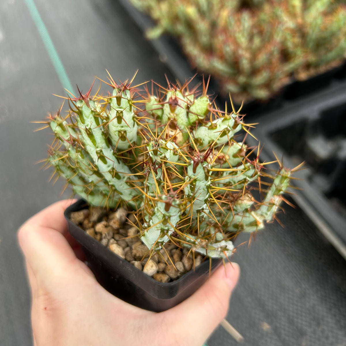 Euphorbia aeruginosa var. minor-Euphorbia-W6-8cm-image-3