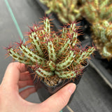 Euphorbia aeruginosa var. minor-Euphorbia-W6-8cm-image-4