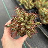 Euphorbia aeruginosa var. minor-Euphorbia-W6-8cm-image-5