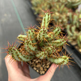 Euphorbia aeruginosa var. minor-Euphorbia-W6-8cm-image-6