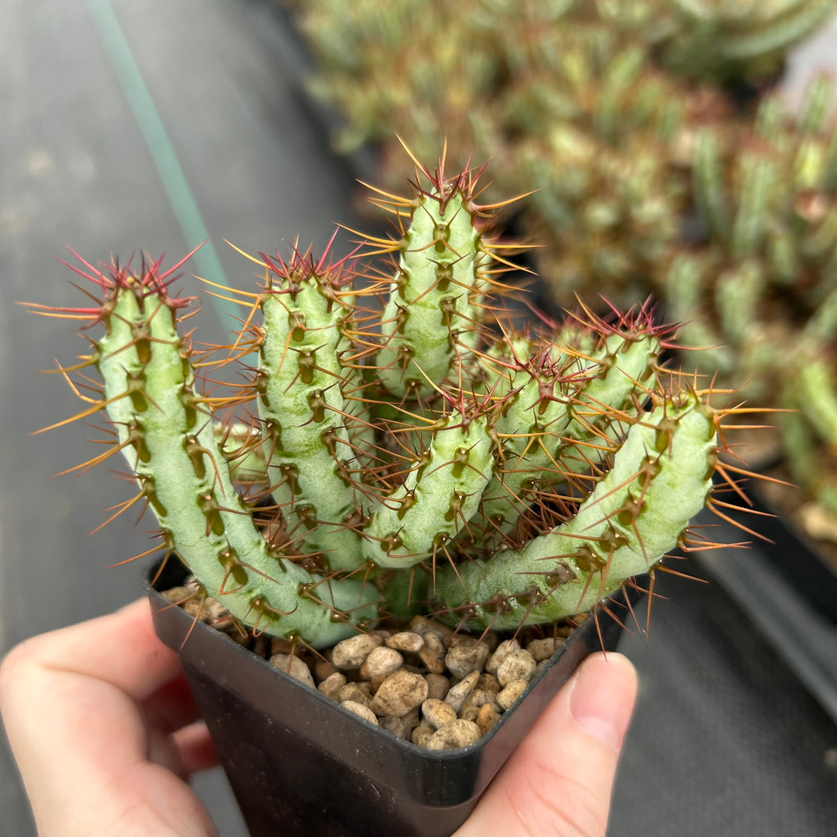 Euphorbia aeruginosa var. minor-Euphorbia-W6-8cm-image-7