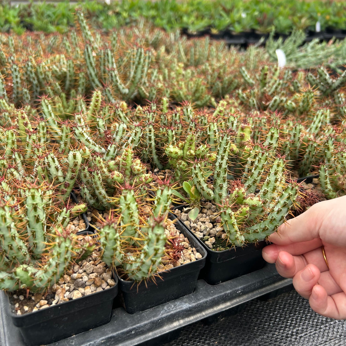 Euphorbia aeruginosa var. minor-Euphorbia-W6-8cm-image-11