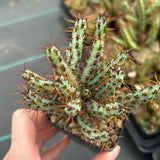 Euphorbia aeruginosa var. minor-Euphorbia-W6-8cm-image-8