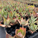Aloe imalotensis | selected form-Aloe-W10cm-image-9
