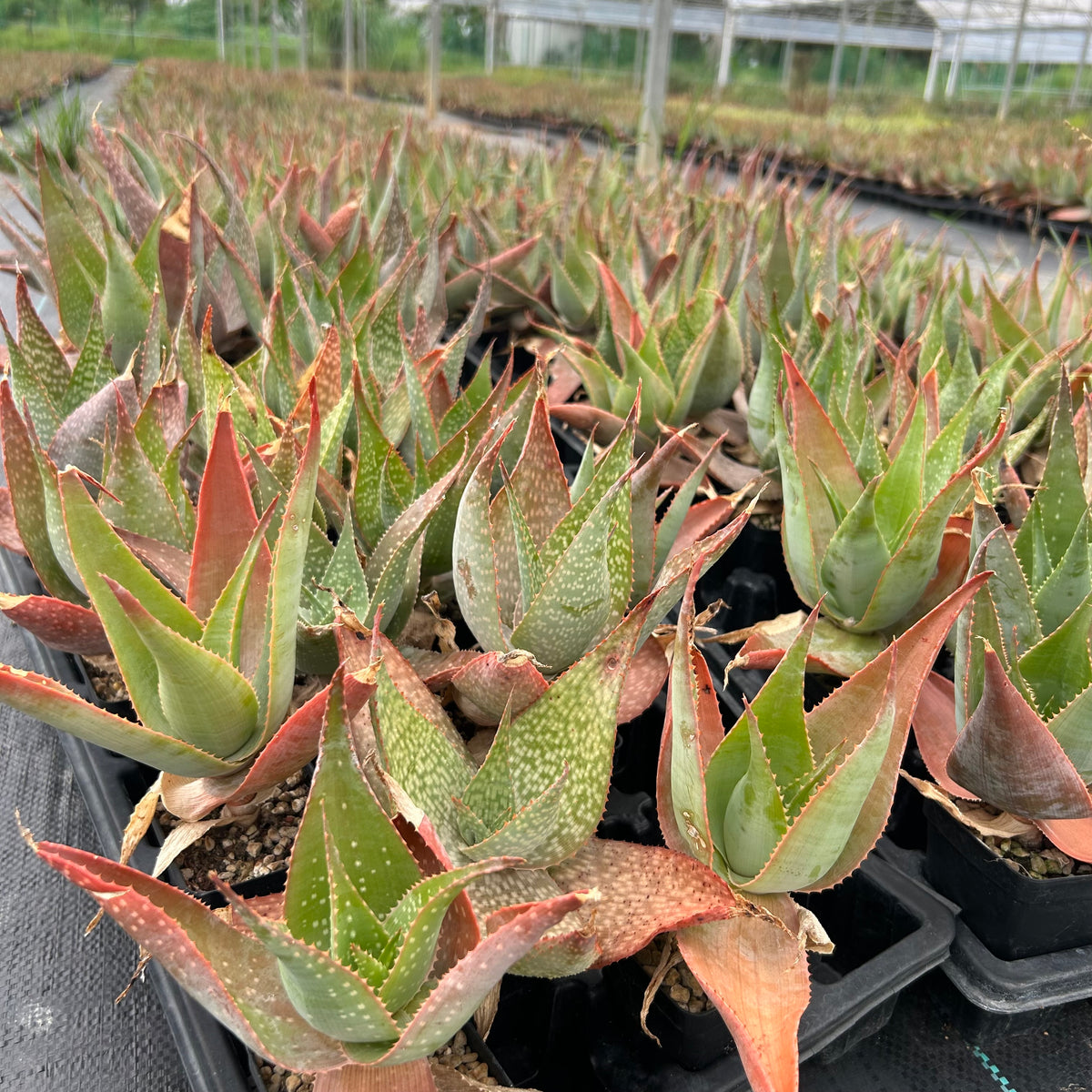 Aloe imalotensis | selected form-Aloe-W10cm-image-10