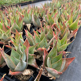 Aloe imalotensis | selected form-Aloe-W10cm-image-11