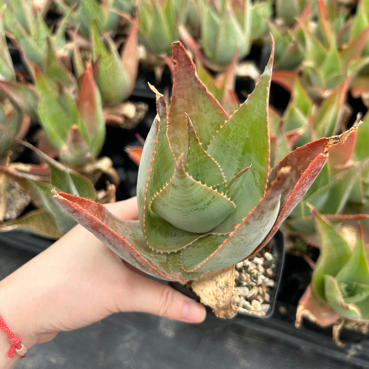 Aloe imalotensis | selected form-Aloe-W10cm-image-7