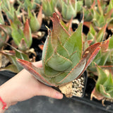 Aloe imalotensis | selected form-Aloe-W10cm-image-7