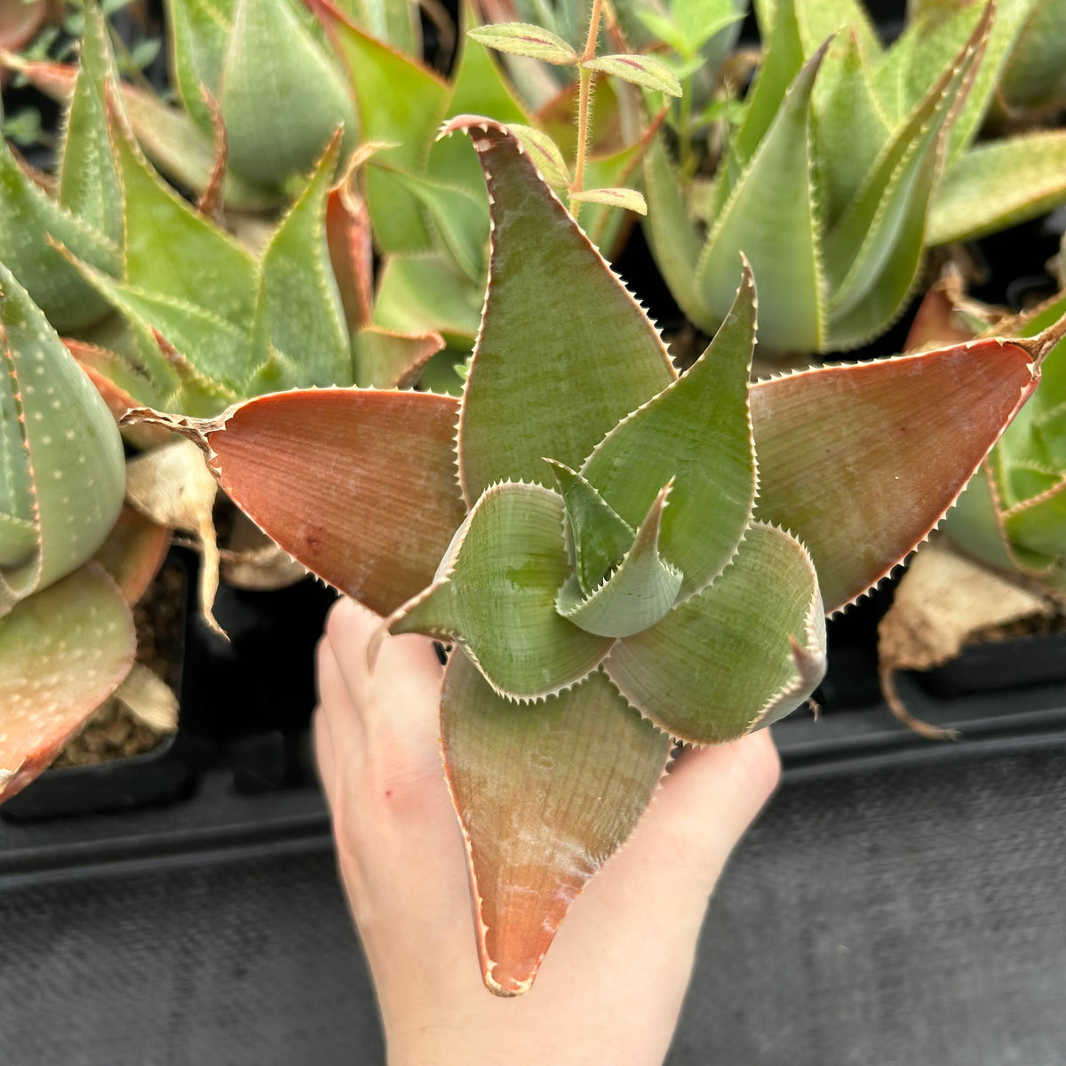 Aloe imalotensis | selected form-Aloe-W10cm-image-8