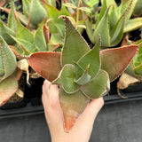 Aloe imalotensis | selected form-Aloe-W10cm-image-8