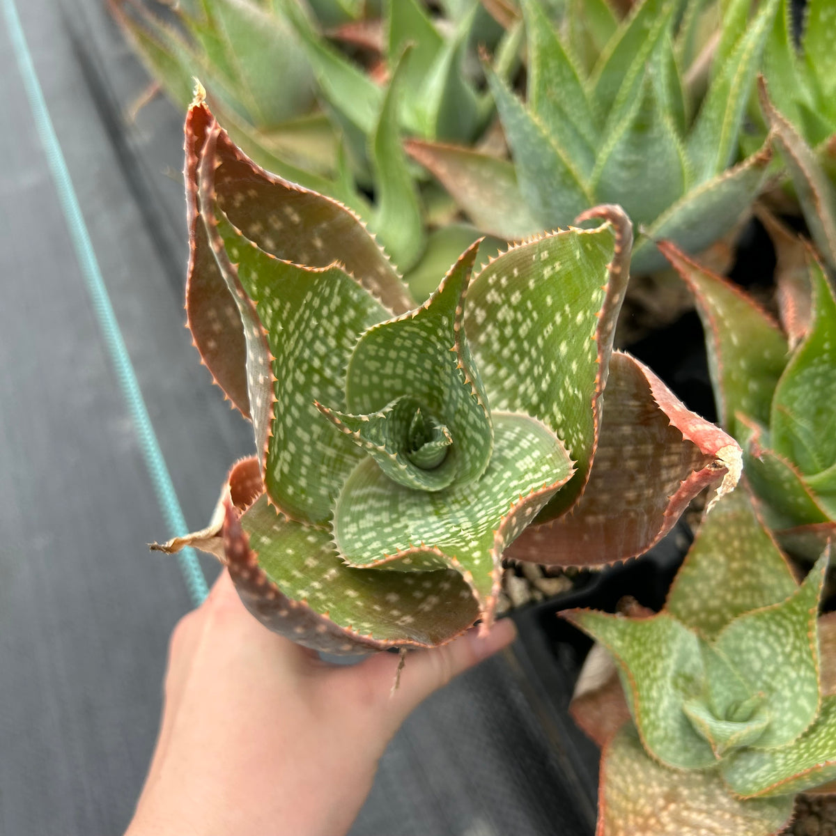 Aloe imalotensis | selected form-Aloe-W10cm-image-2