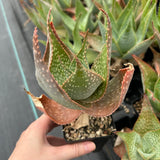 Aloe imalotensis | selected form-Aloe-W10cm-image-3