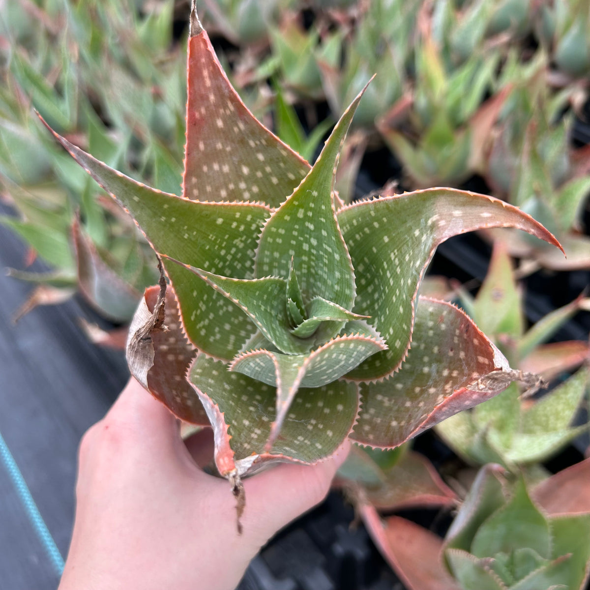 Aloe imalotensis | selected form-Aloe-W10cm-image-4