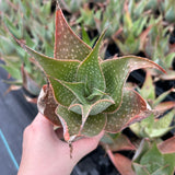 Aloe imalotensis | selected form-Aloe-W10cm-image-4