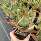 Aloe imalotensis | selected form-Aloe-W10cm-image-5