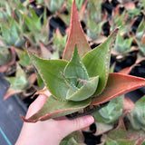 Aloe imalotensis | selected form-Aloe-W10cm-image-6