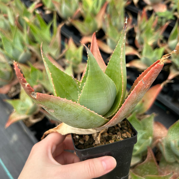 Aloe imalotensis | selected form-Aloe-W10cm-image-1