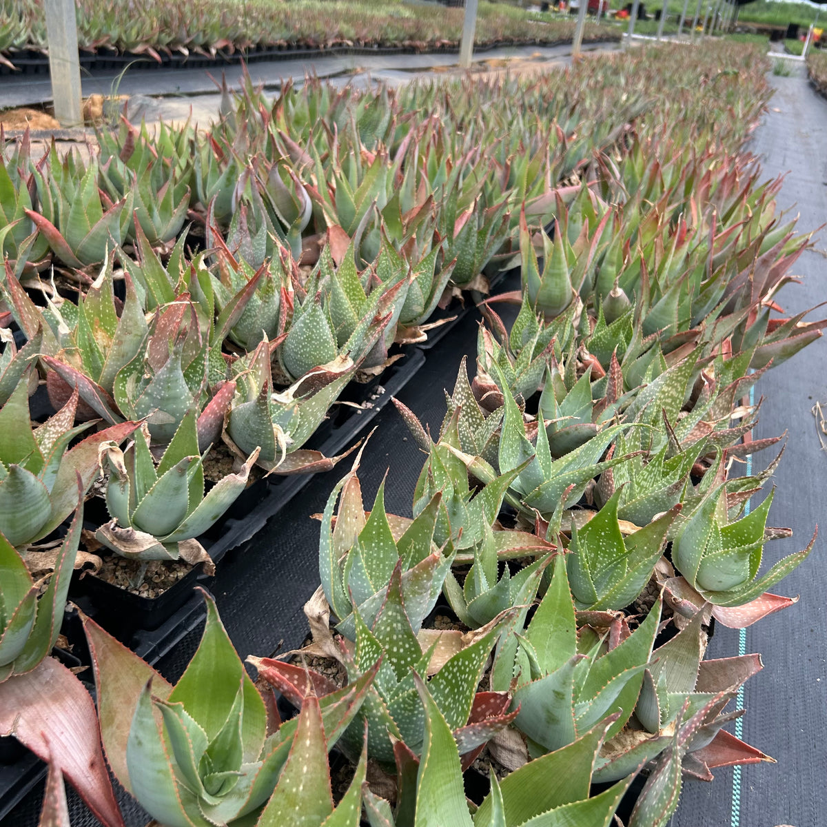 Aloe imalotensis | selected form-Aloe-W10cm-image-12