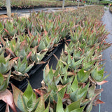 Aloe imalotensis | selected form-Aloe-W10cm-image-12