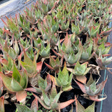 Aloe imalotensis | selected form-Aloe-W10cm-image-13