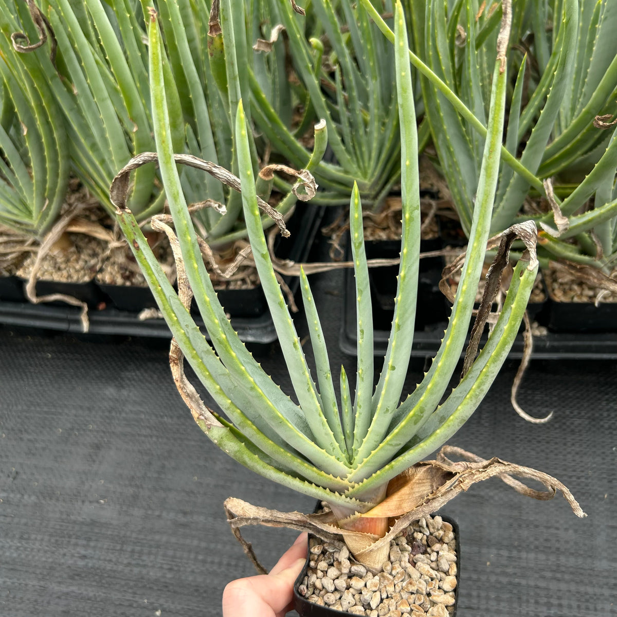 Aloe argyostachys-Aloe-H20cm-image-4