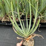 Aloe argyostachys-Aloe-H20cm-image-4