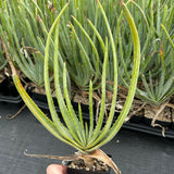 Aloe argyostachys-Aloe-H20cm-image-5