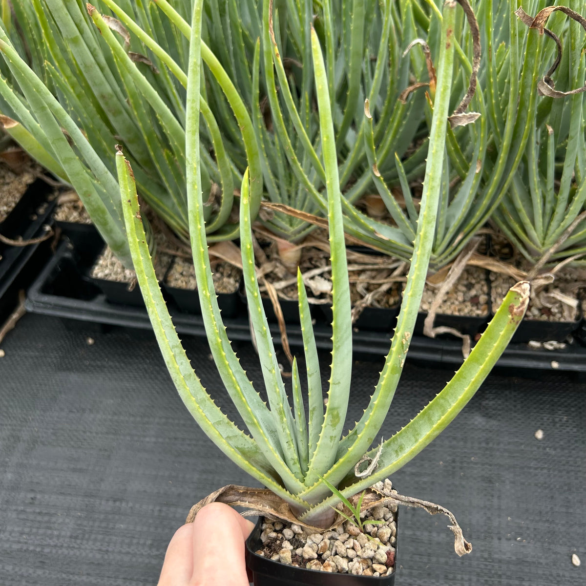 Aloe argyostachys-Aloe-H20cm-image-6