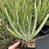 Aloe argyostachys-Aloe-H20cm-image-1