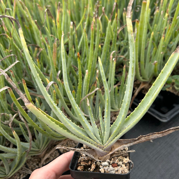 Aloe argyostachys-Aloe-H20cm-image-1