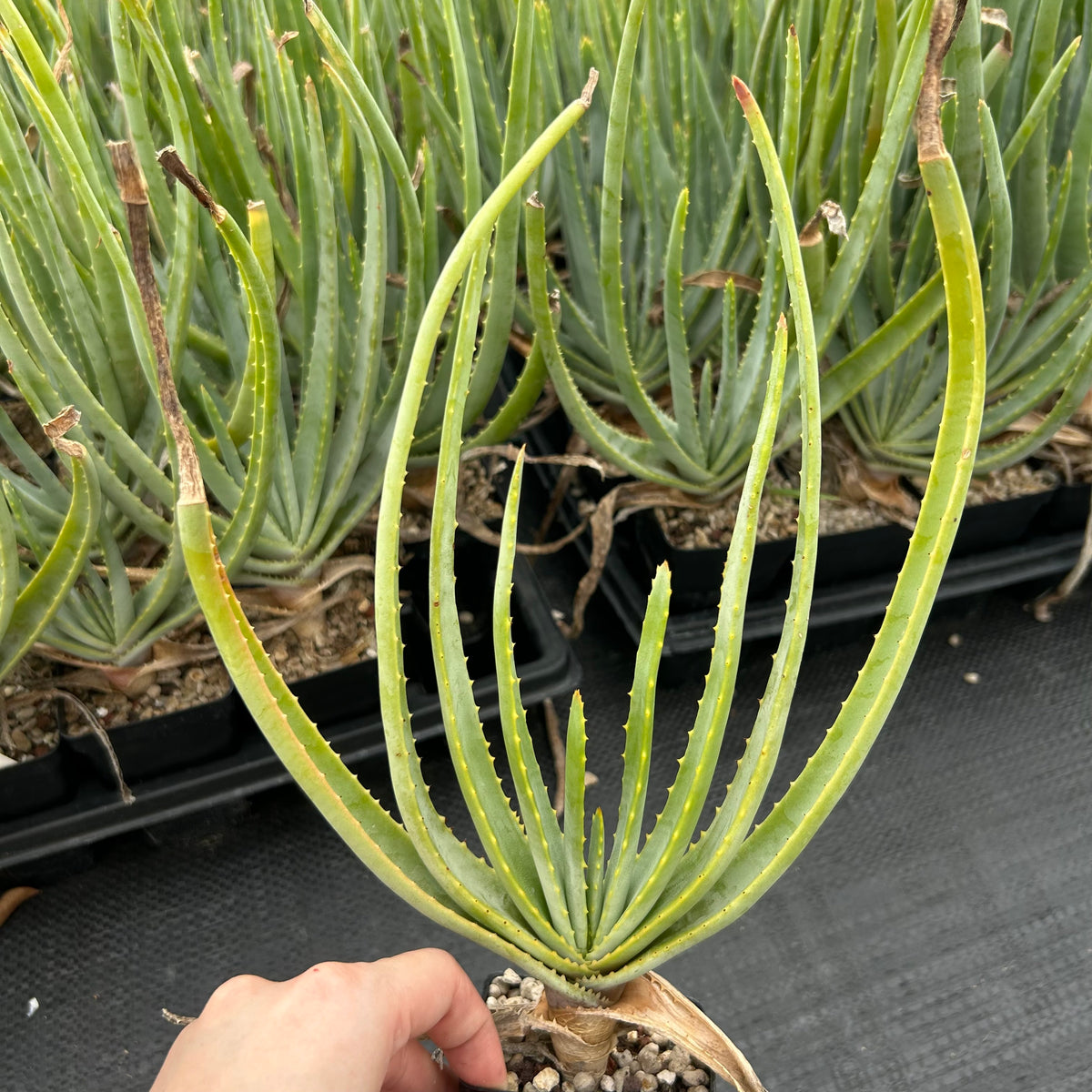 Aloe argyostachys-Aloe-H20cm-image-2