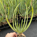 Aloe argyostachys-Aloe-H20cm-image-2