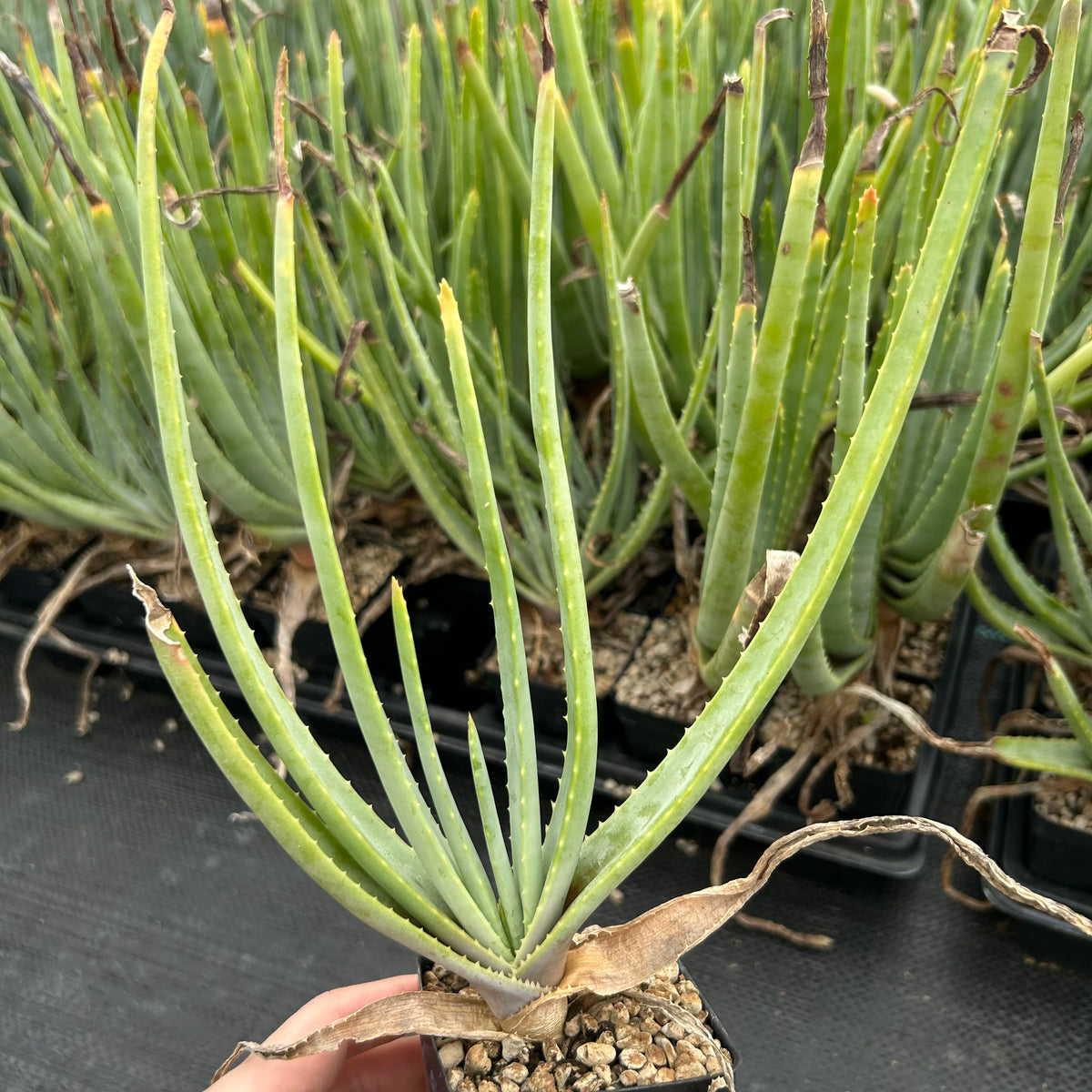 Aloe argyostachys-Aloe-H20cm-image-3