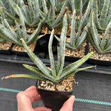 Aloe compressa var schistophil-Aloe-W5-8cm-image-1