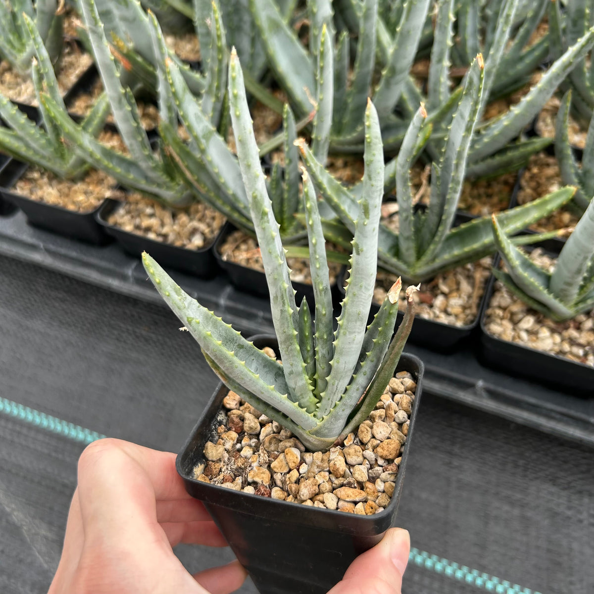 Aloe compressa var schistophil-Aloe-W5-8cm-image-3