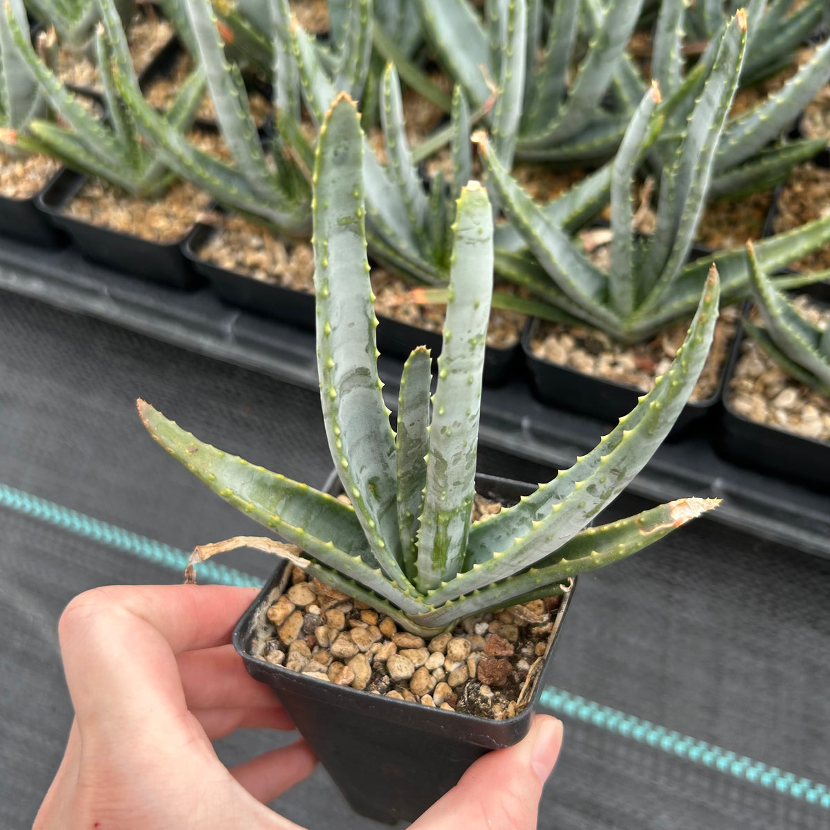 Aloe compressa var schistophil-Aloe-W5-8cm-image-4