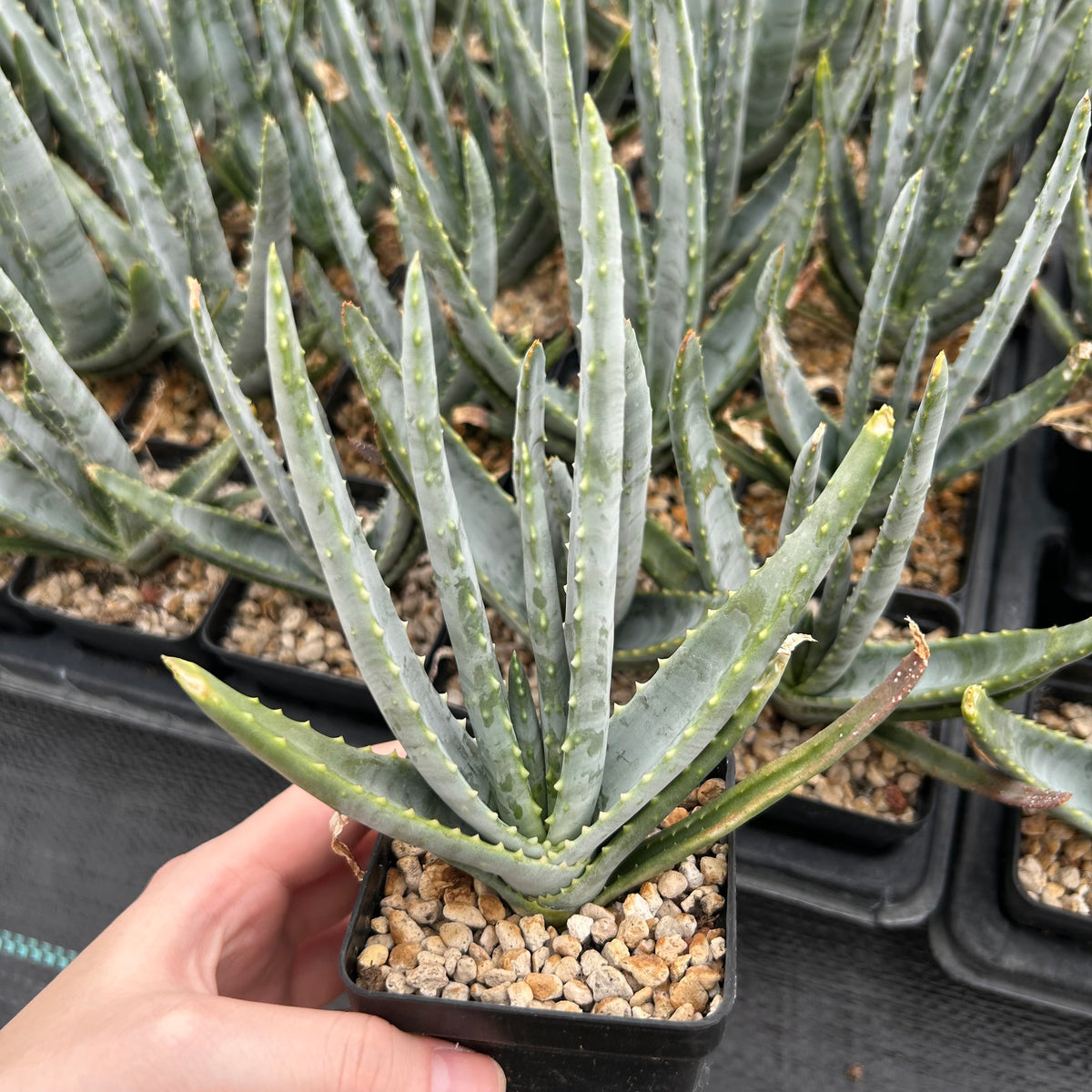 Aloe compressa var schistophil-Aloe-W5-8cm-image-5