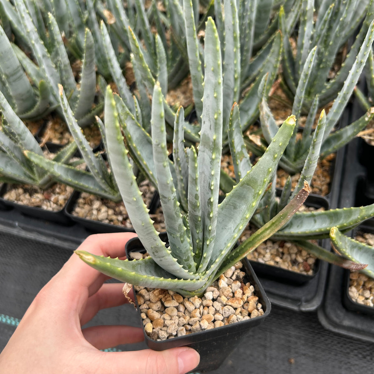 Aloe compressa var schistophil-Aloe-W5-8cm-image-6