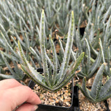 Aloe compressa var schistophil-Aloe-W5-8cm-image-7