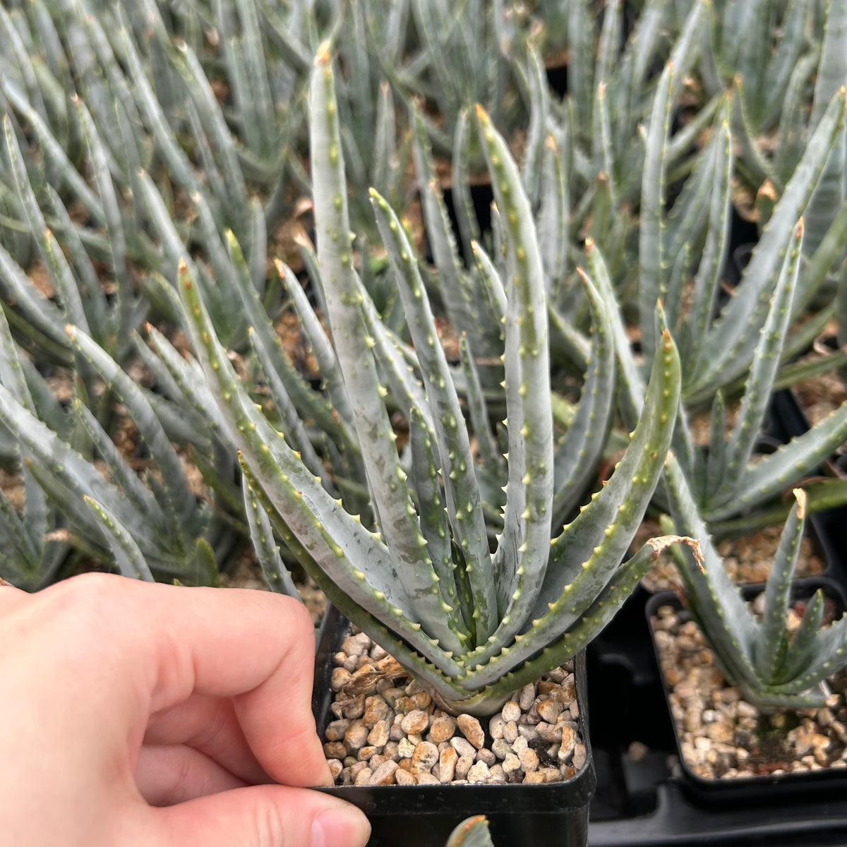 Aloe compressa var schistophil-Aloe-W5-8cm-image-8
