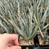 Aloe compressa var schistophil-Aloe-W5-8cm-image-8